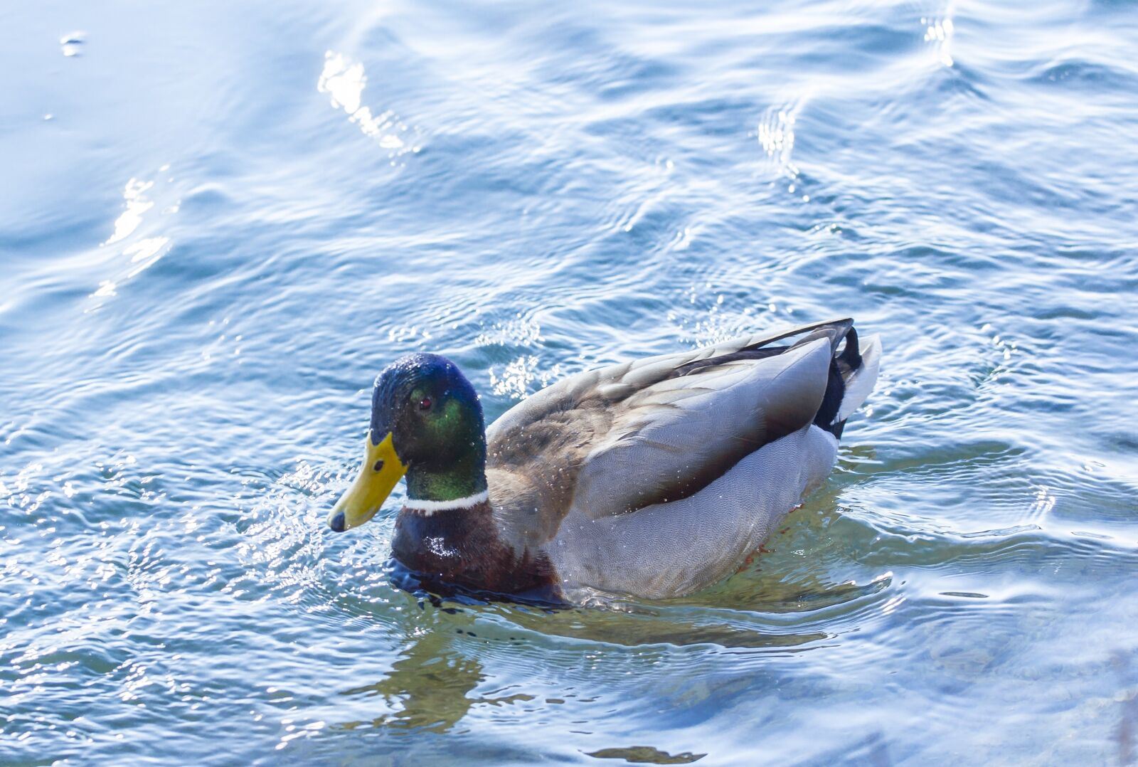 Canon EOS 550D (EOS Rebel T2i / EOS Kiss X4) sample photo. Duck, water bird, nature photography