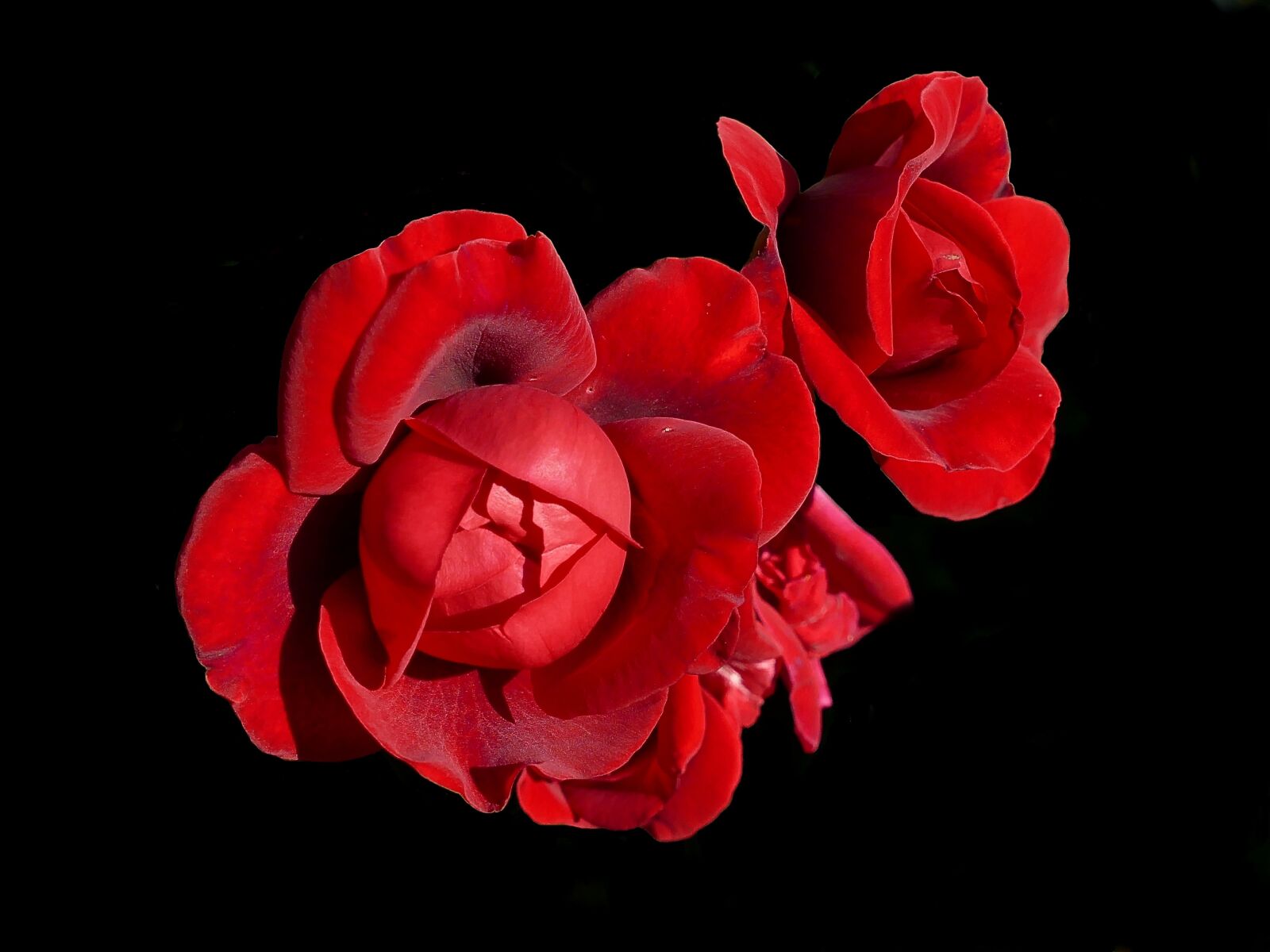 Panasonic Lumix DMC-FZ1000 sample photo. Rose, red, sympathy photography