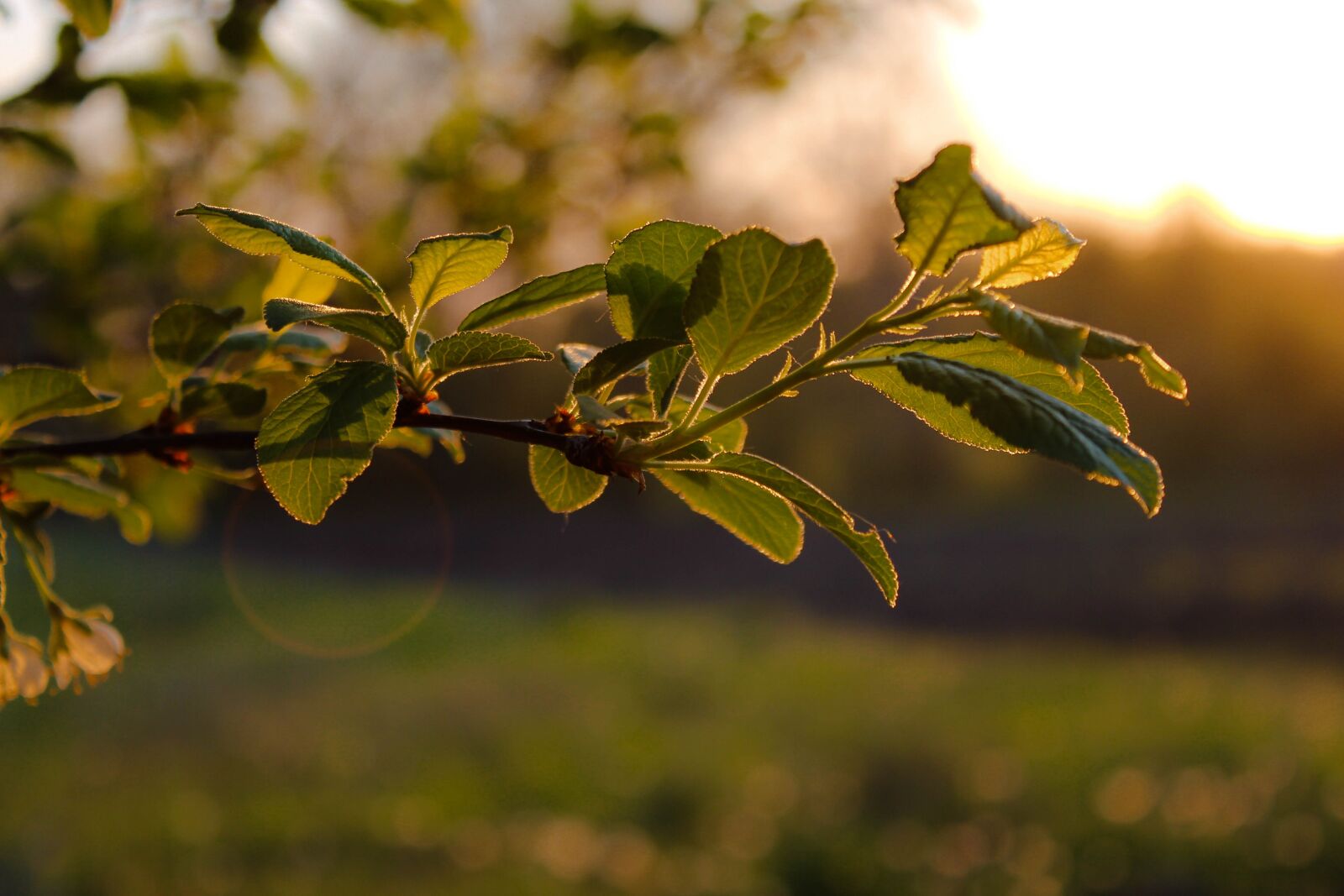 Canon EOS 700D (EOS Rebel T5i / EOS Kiss X7i) sample photo. Plum, tree, leaves photography