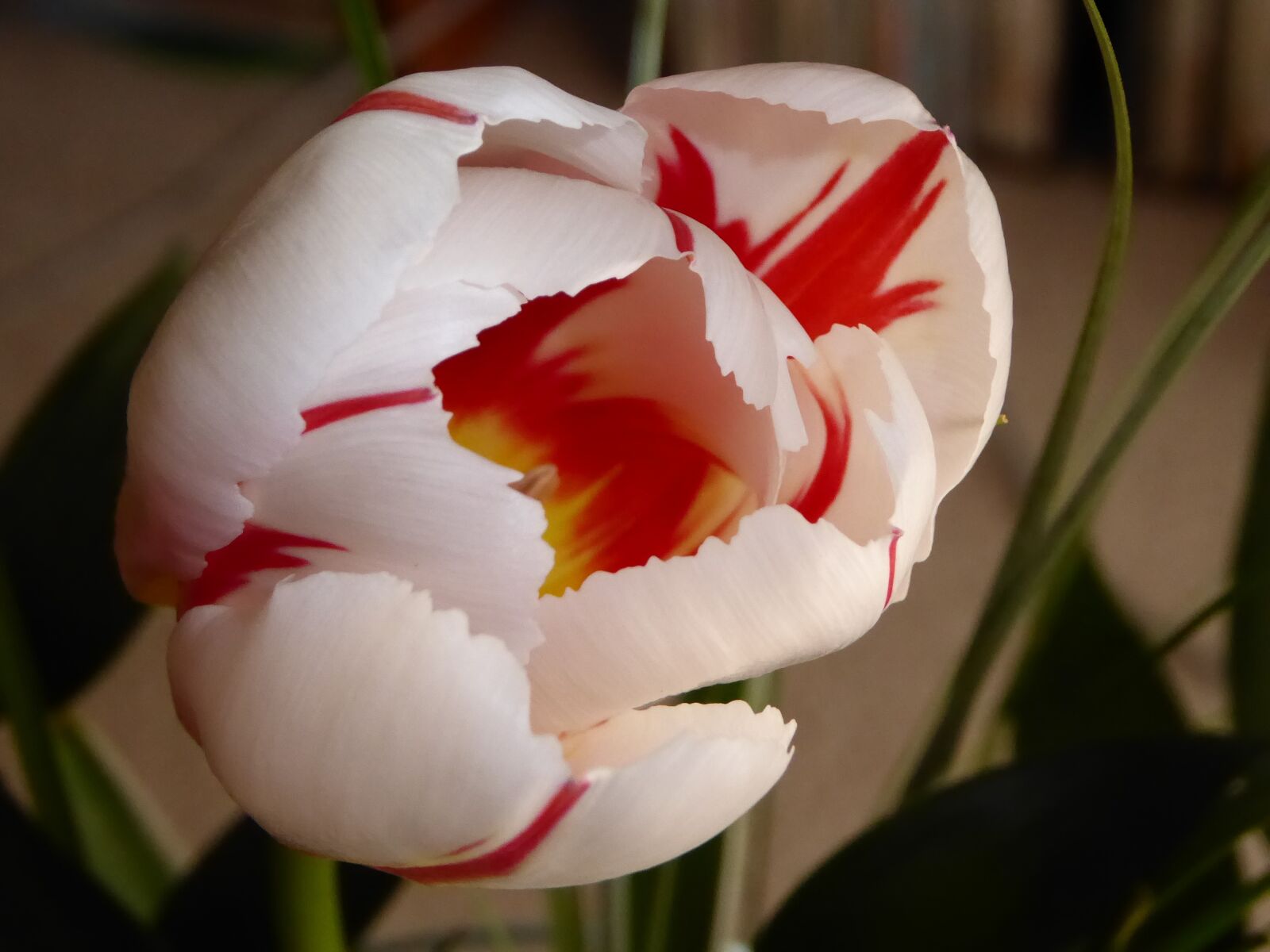 Panasonic DMC-TZ71 sample photo. Flower, tulip, spring photography