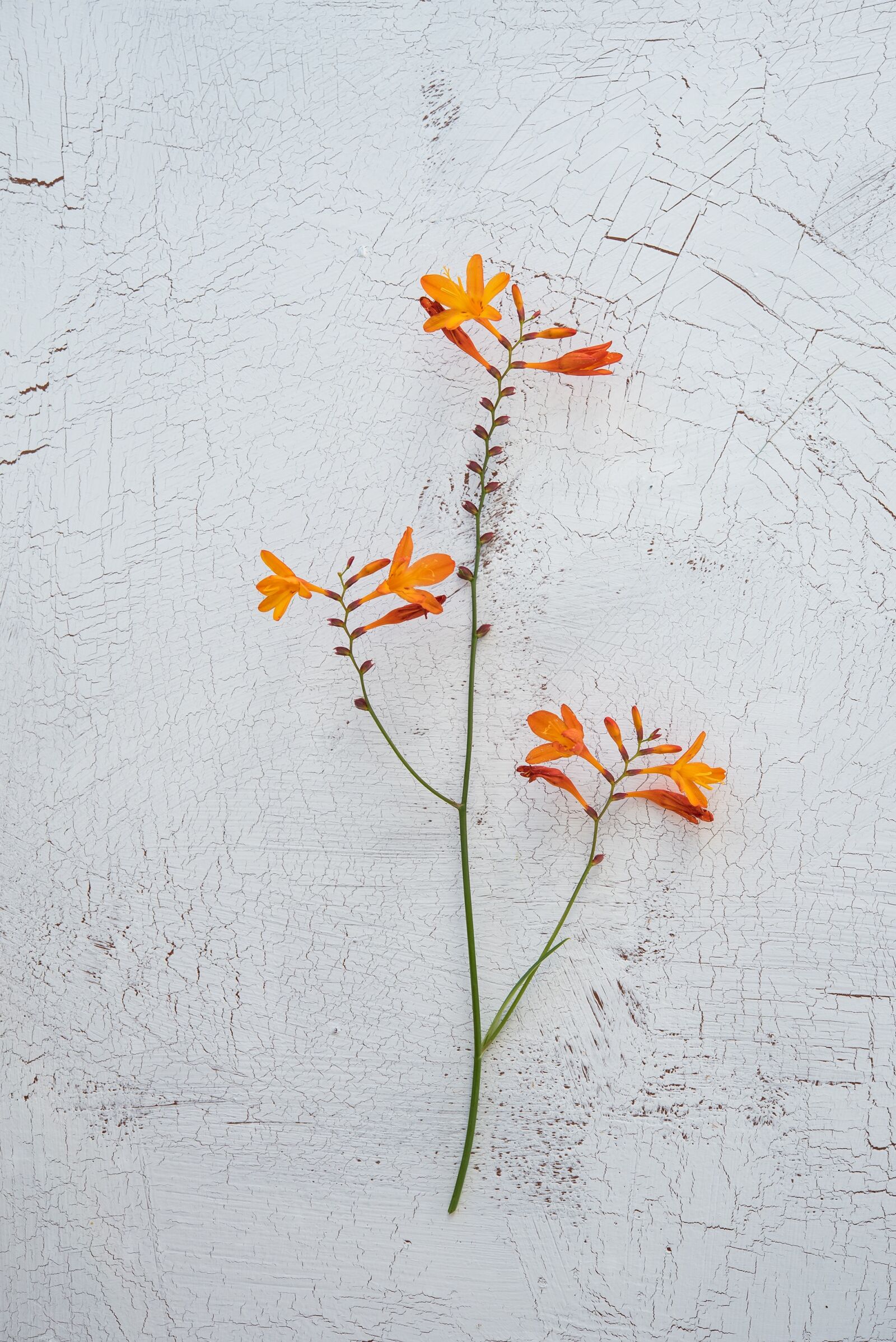 Nikon D750 sample photo. Crocosmia, schwertliliengewaechs, ornamental plant photography