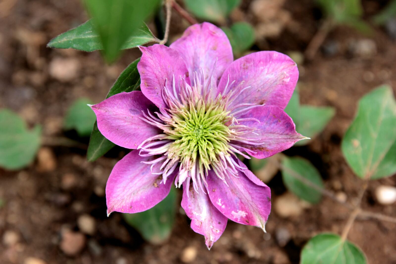 Canon EOS 550D (EOS Rebel T2i / EOS Kiss X4) sample photo. Clematis, suspended, ivy photography