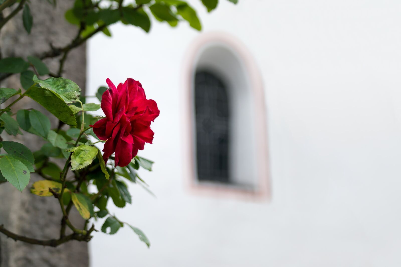 Samsung NX300M sample photo. Rose, window, church photography