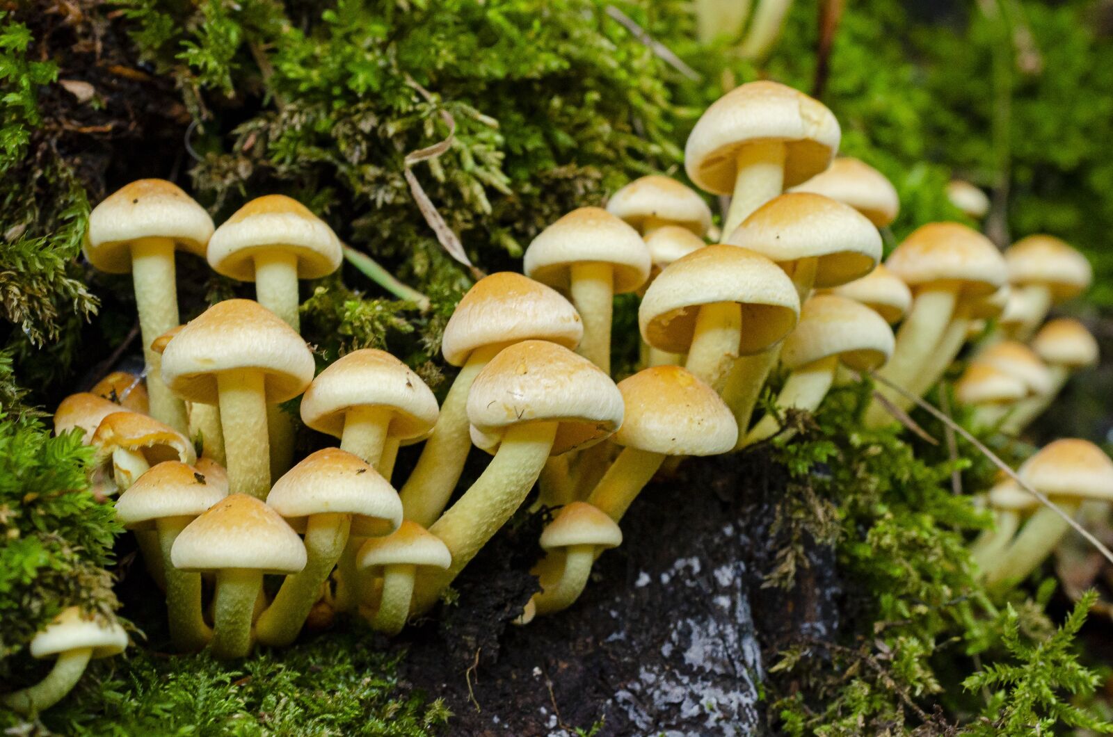 Nikon D7000 sample photo. Fungus, fall, leaf photography