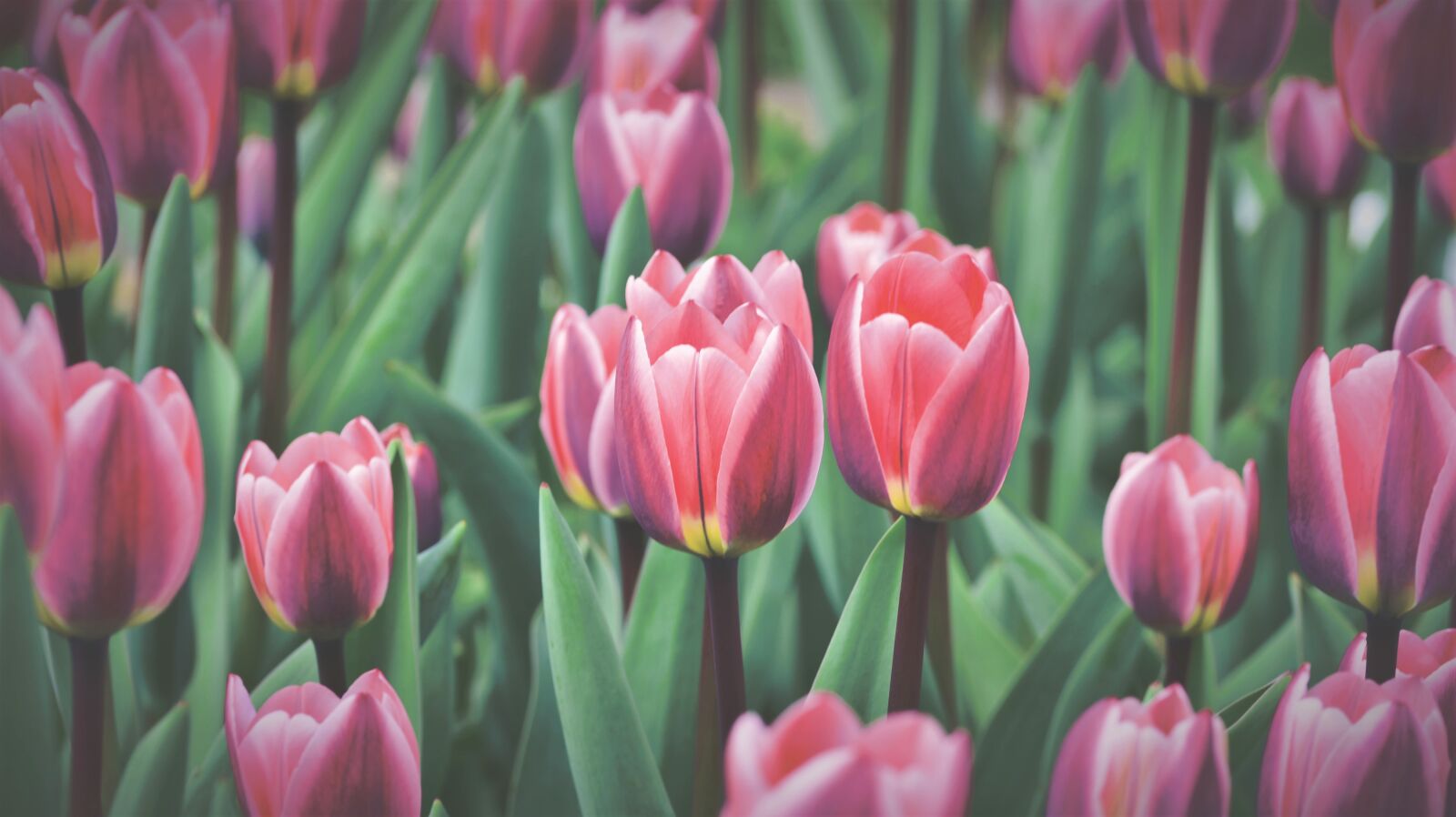 Nikon D7200 sample photo. Tulip, tulip field, tulpenbluete photography