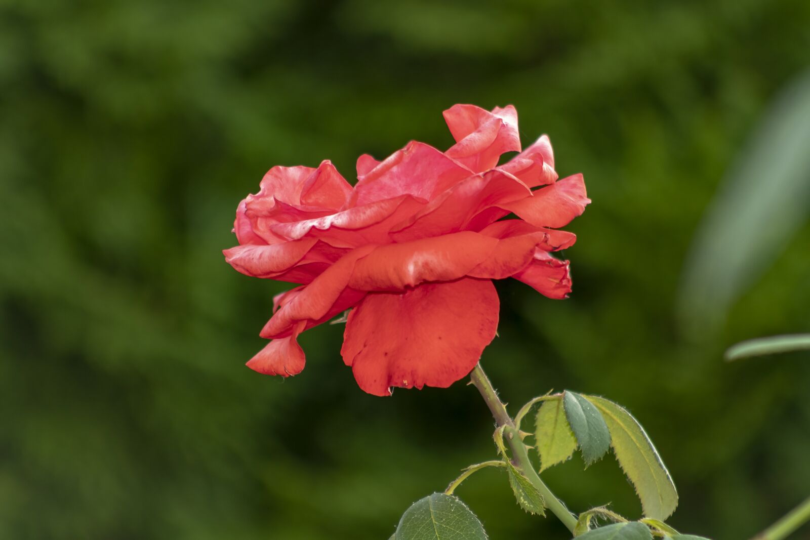 Canon EF75-300mm f/4-5.6 sample photo. Rose, tea rose, flower photography