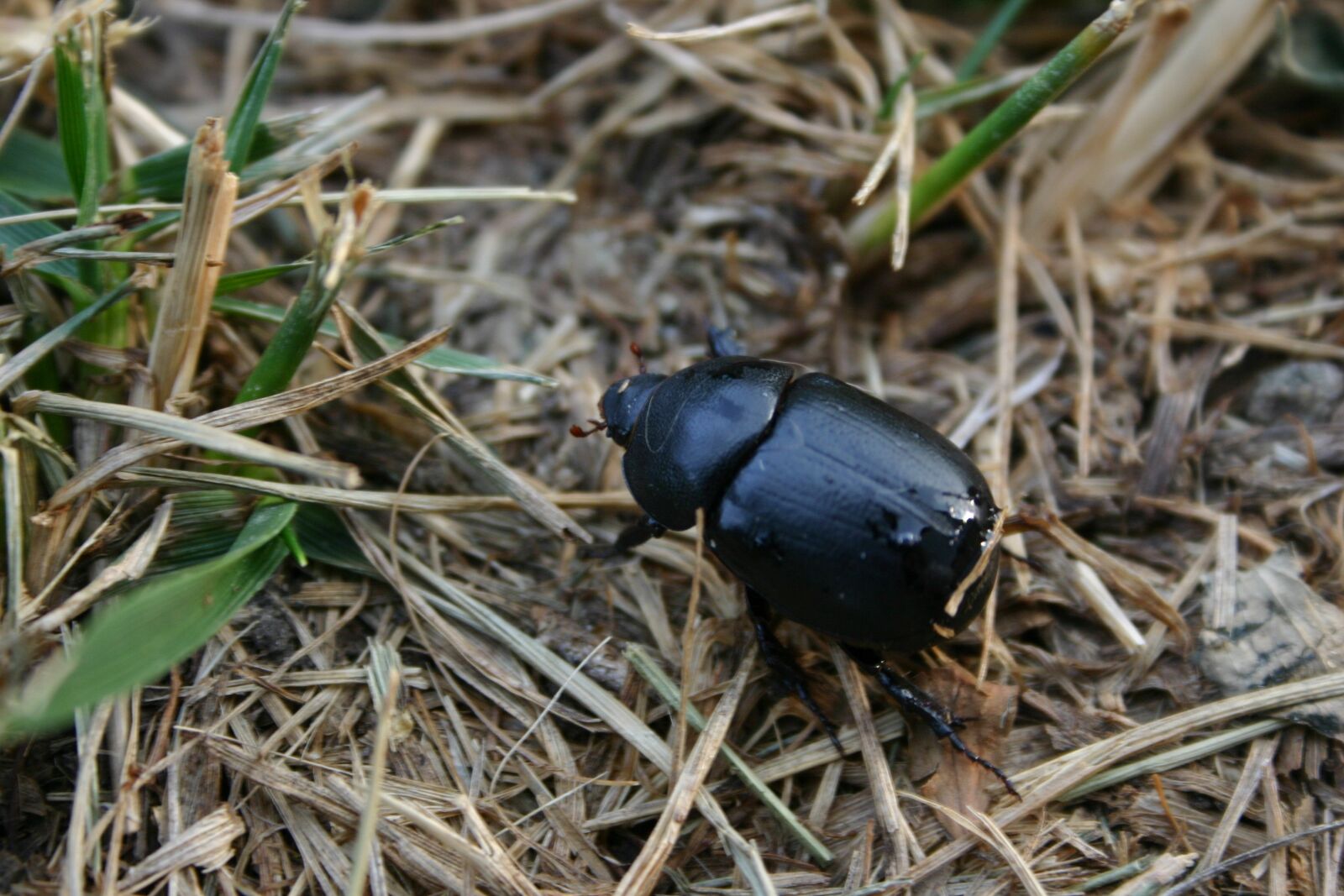 Canon EOS 300D (EOS Digital Rebel / EOS Kiss Digital) sample photo. Nature, beetle, bugs photography