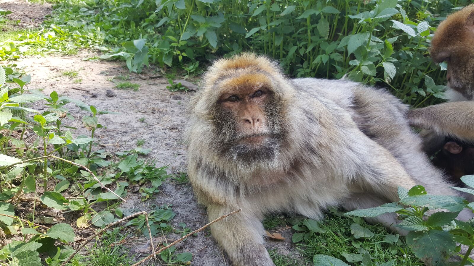 Samsung Galaxy S6 sample photo. Monkey, view, zoo photography