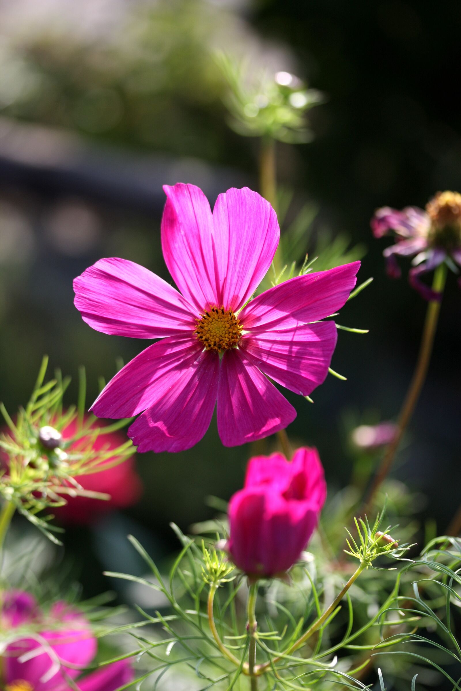 Canon EOS 450D (EOS Rebel XSi / EOS Kiss X2) sample photo. Cosmos, summer, flora photography