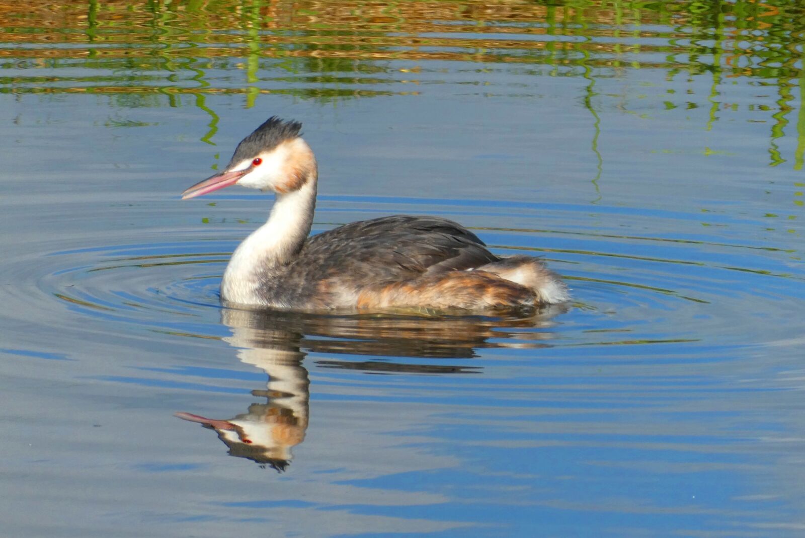 Panasonic Lumix DC-ZS70 (Lumix DC-TZ90) sample photo. Grebe, reflection, bird photography