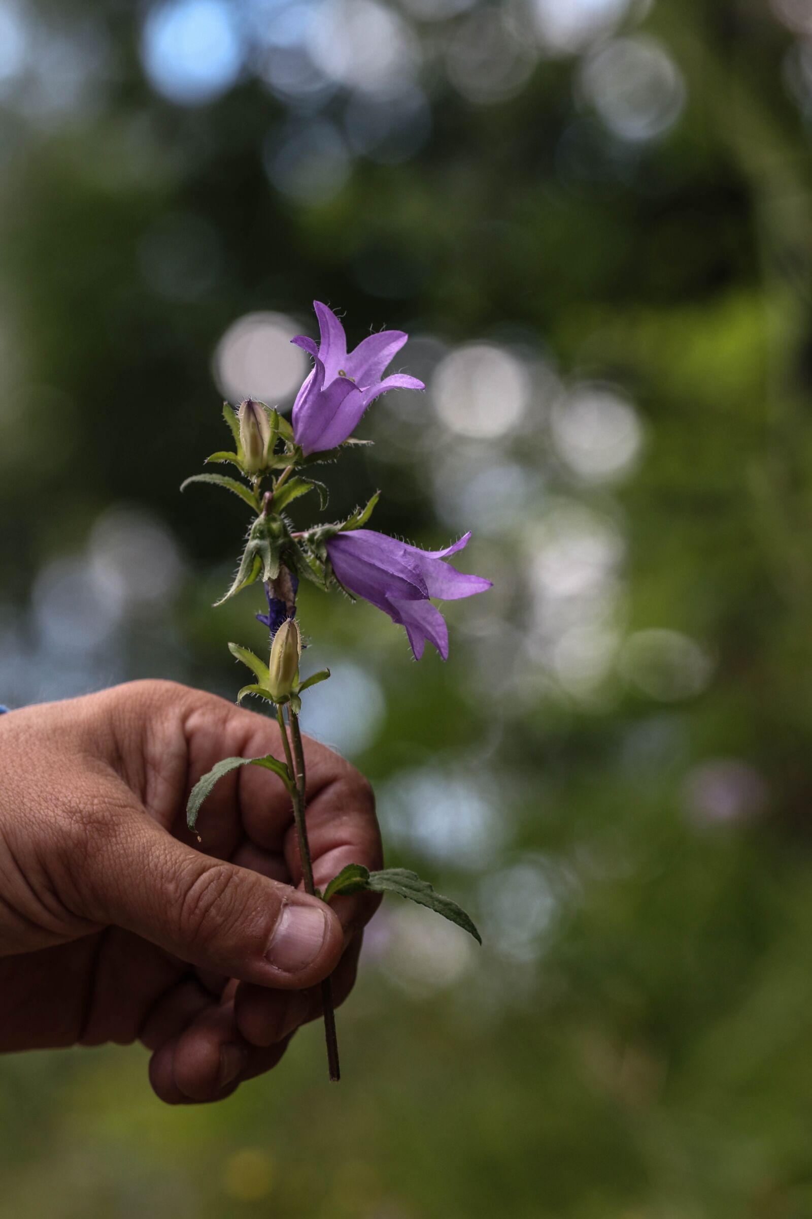 Canon EOS 7D Mark II sample photo. Bluebell, hand, nature photography
