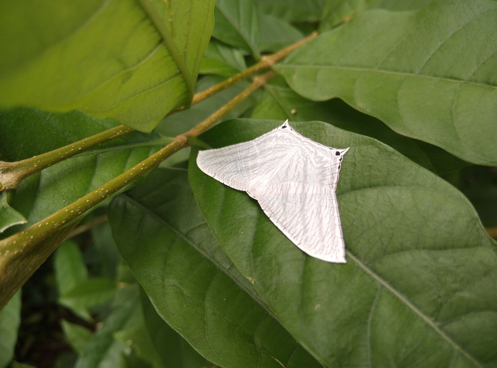 Xiaomi Redmi 8A Dual sample photo