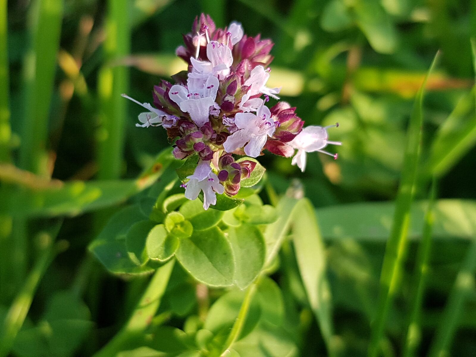 Samsung Galaxy S7 sample photo. Dost, origanum, lamiaceae photography