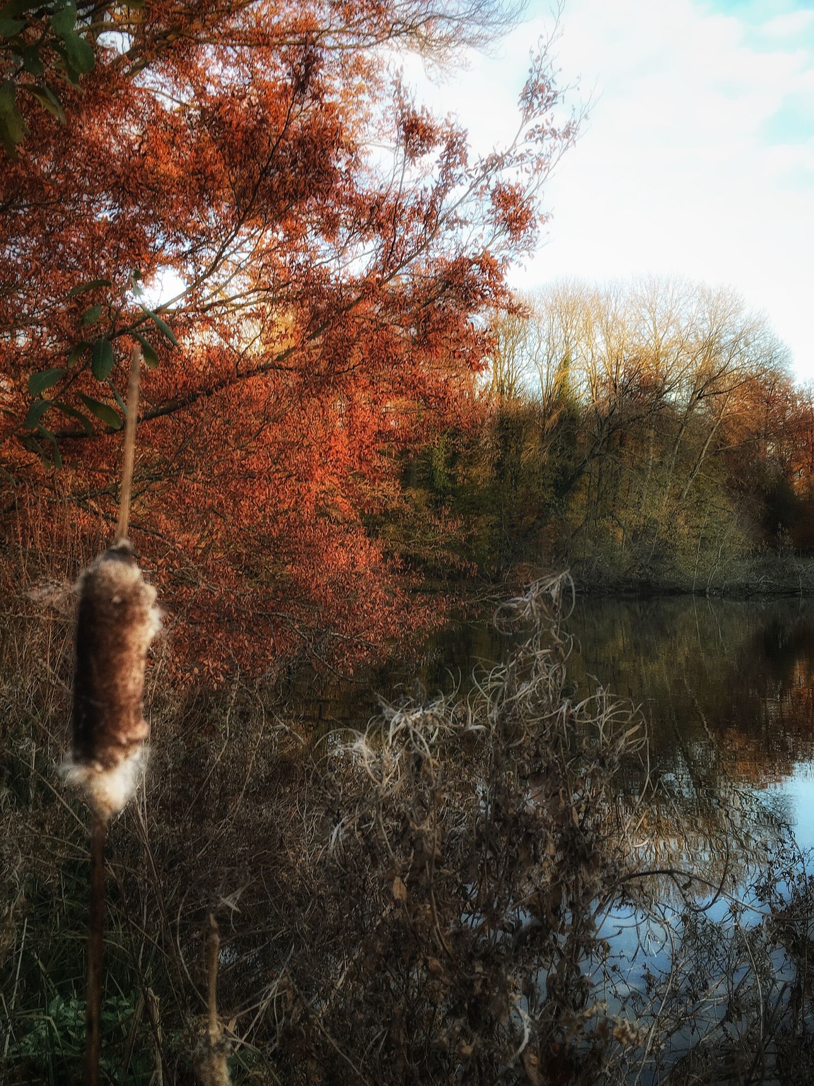 Apple iPhone 6s sample photo. Fall, lake, nature photography