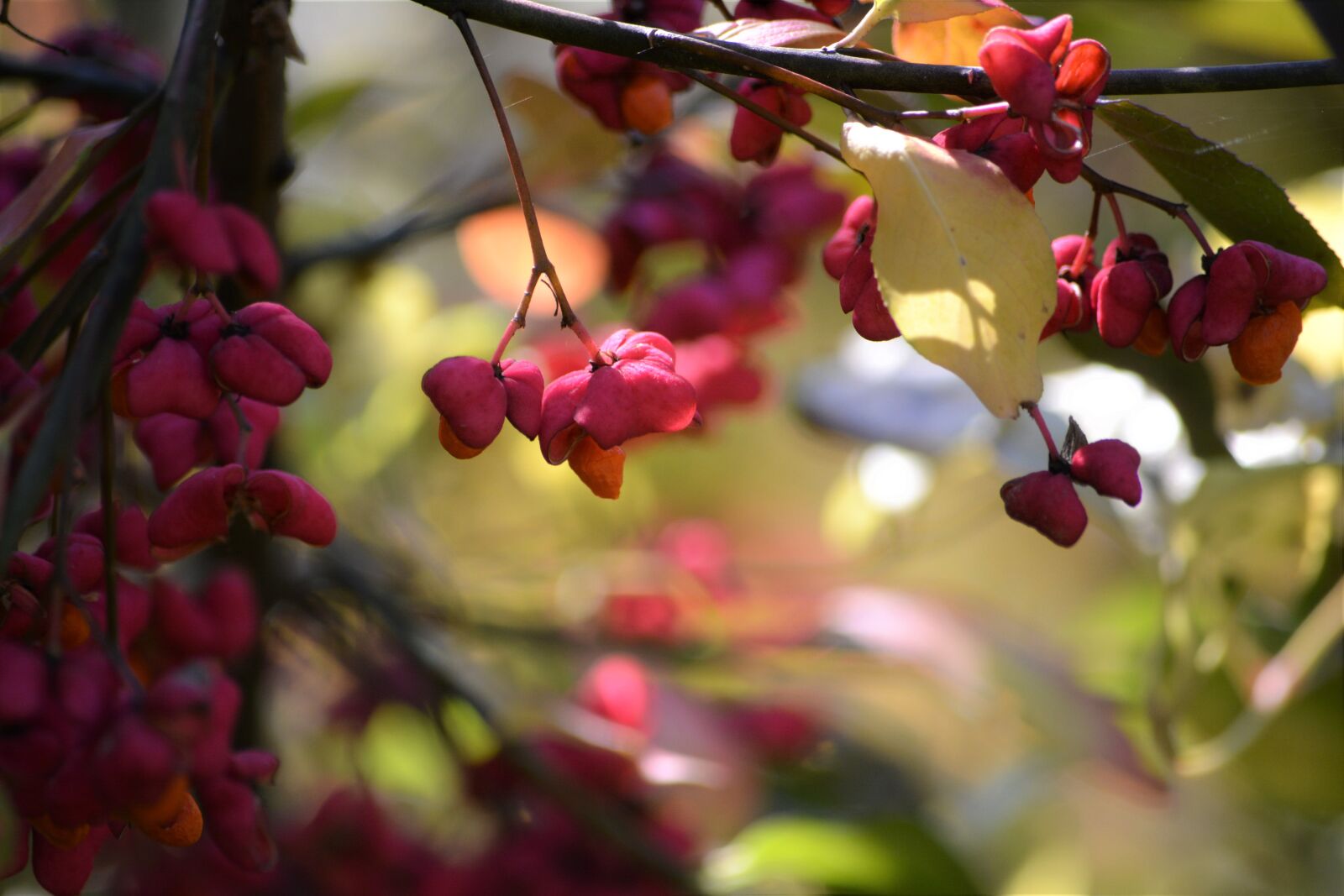 Nikon D5200 sample photo. Pink, outdoors, nature photography