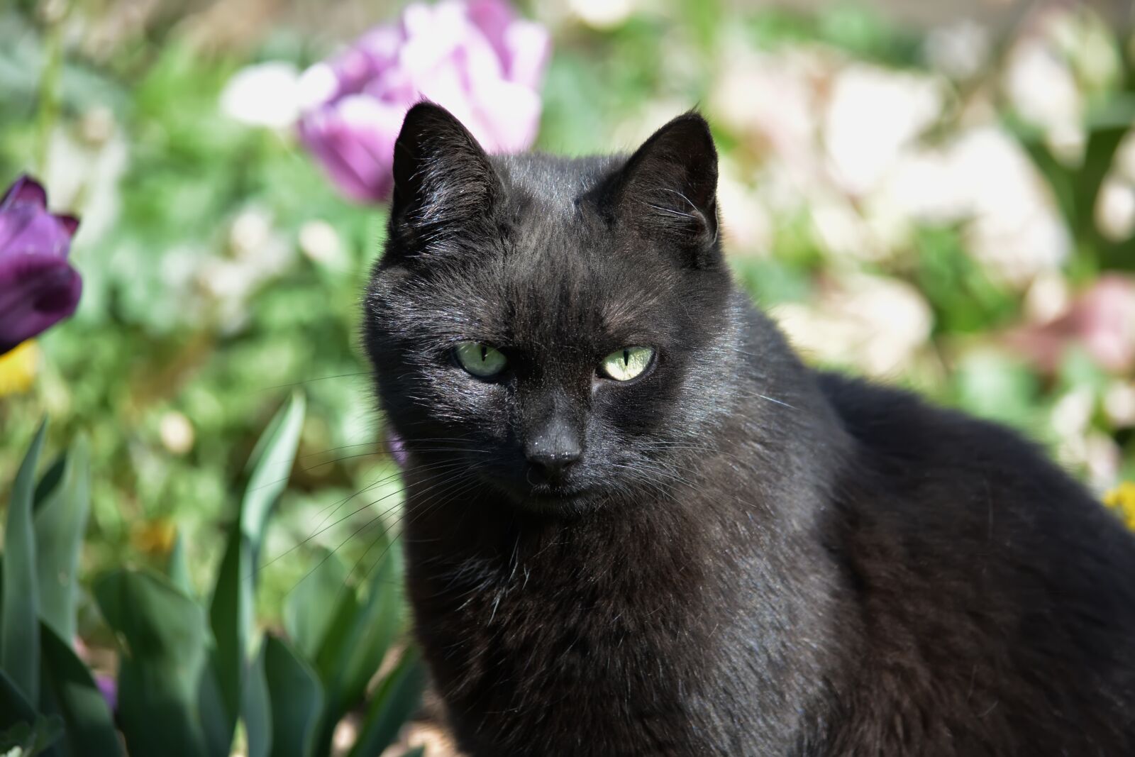 Nikon D5200 sample photo. Jeanne, cat, nature photography