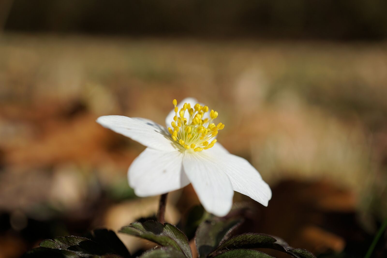 Sony E 30mm F3.5 Macro sample photo. Wood anemone, flower, spring photography
