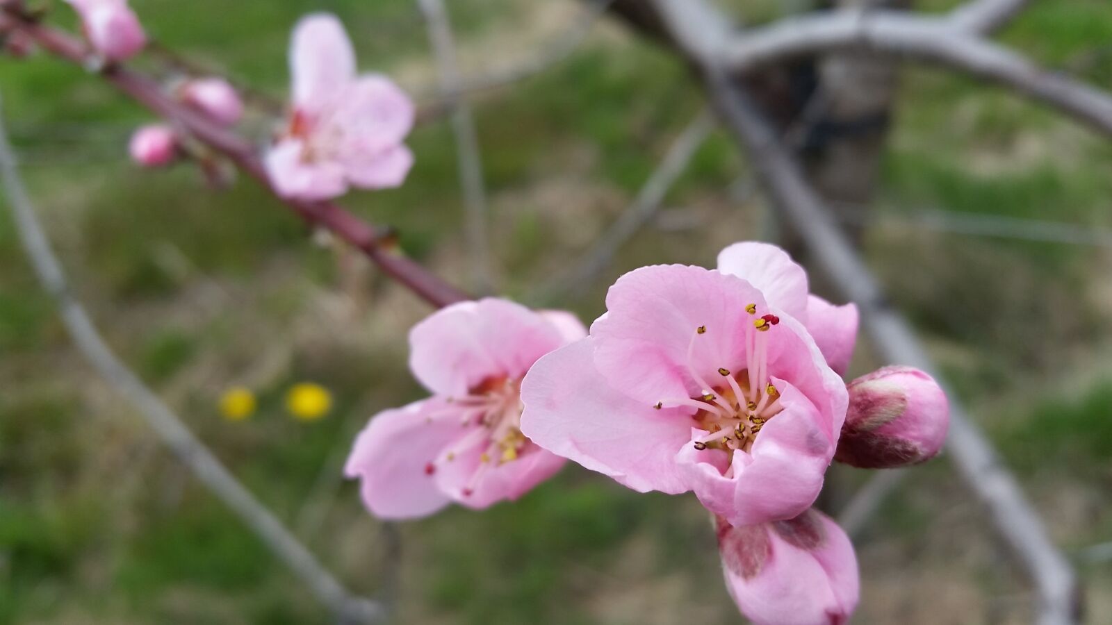 Samsung Galaxy S5 sample photo. Peach flower, blossom, bloom photography