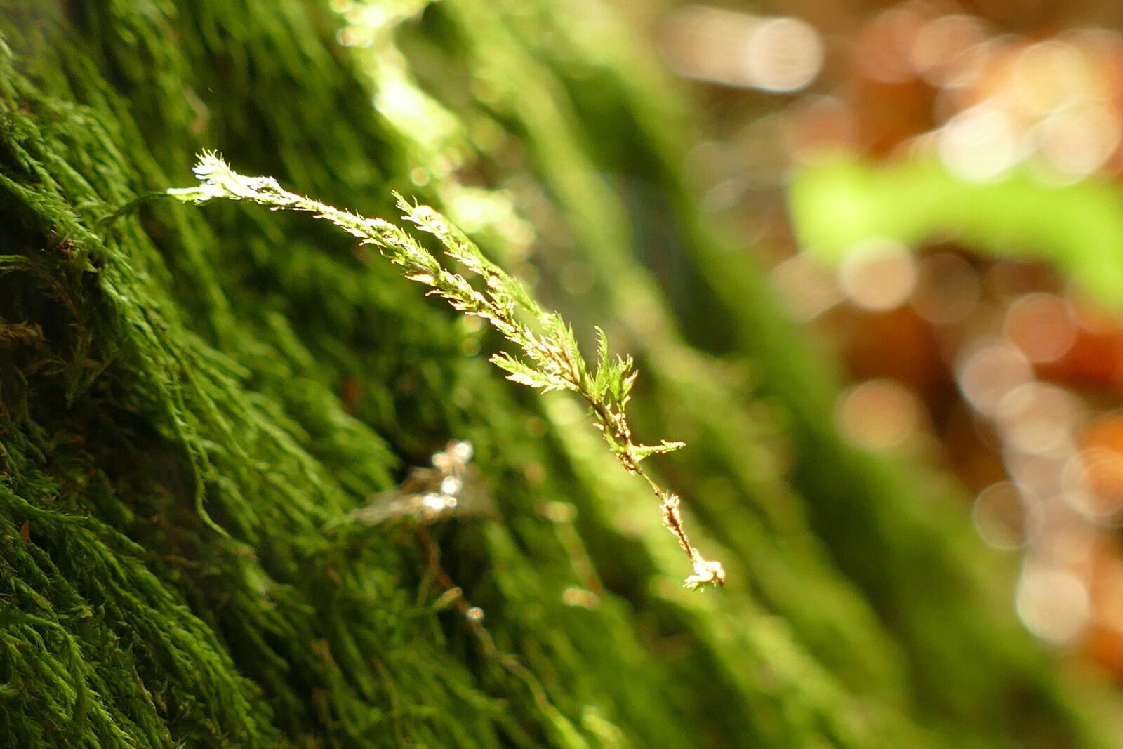 Panasonic Lumix DMC-FZ1000 sample photo. Moss, nature, tribe photography
