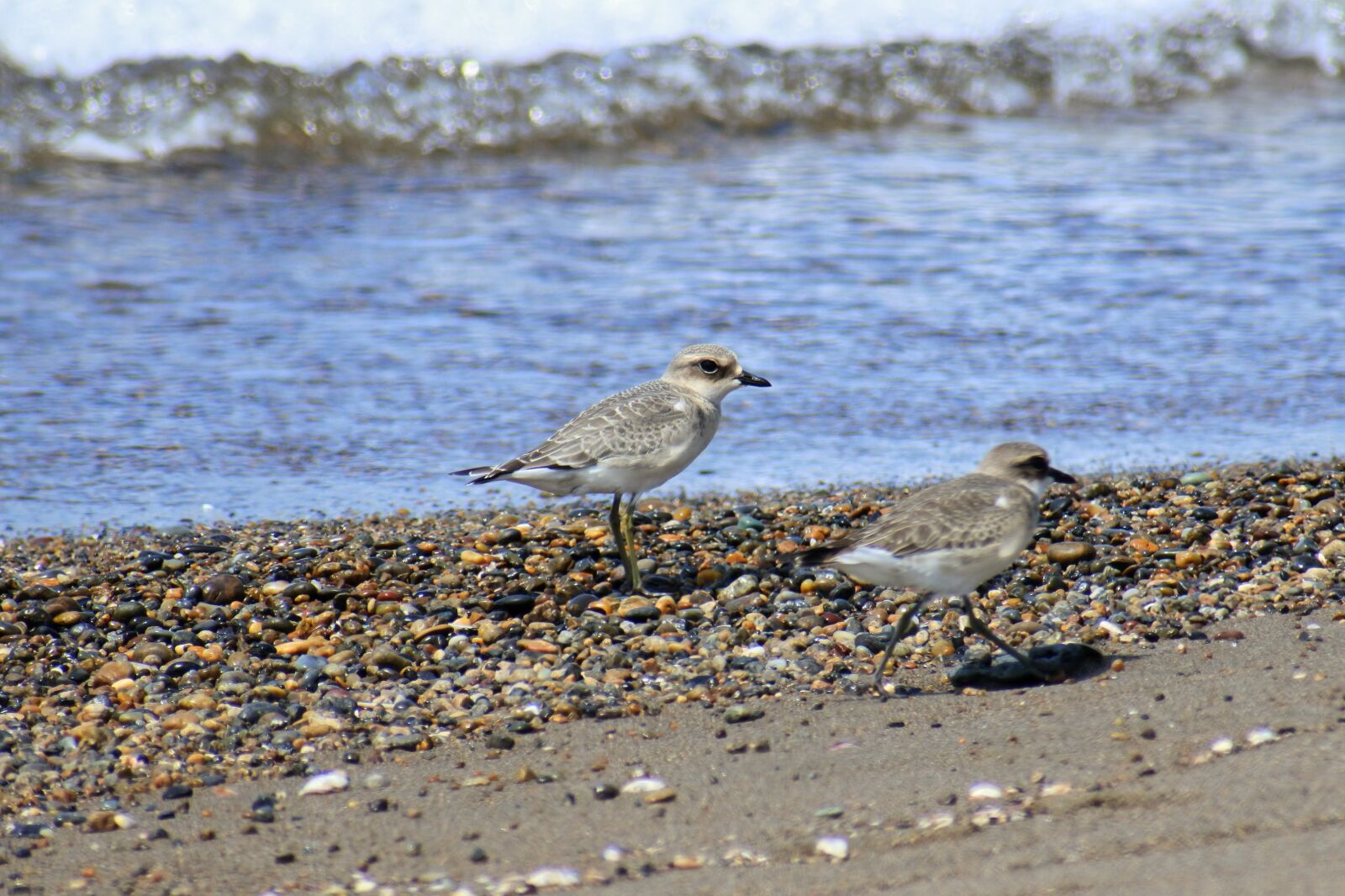 VR 70-300mm f/4.5-6.3G sample photo. Animal, sea, beach photography