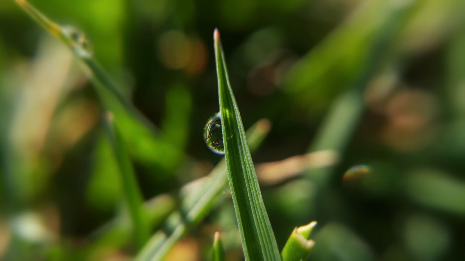 LG G4 sample photo. Grass, dew, nature photography