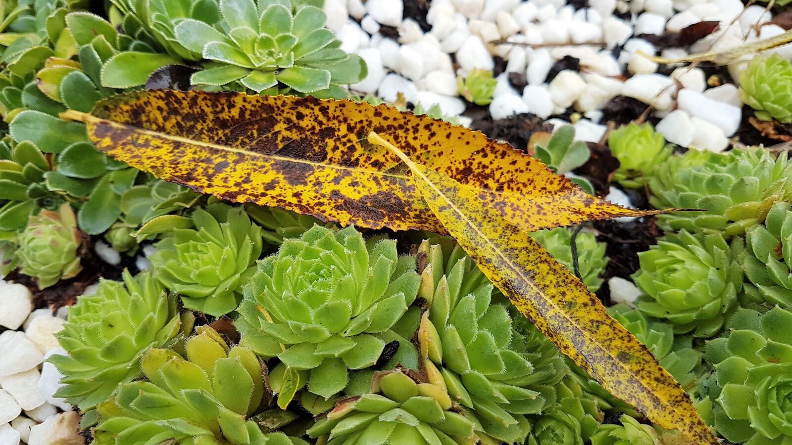 Samsung Galaxy S7 Edge sample photo. Leaves, autumn, garden photography