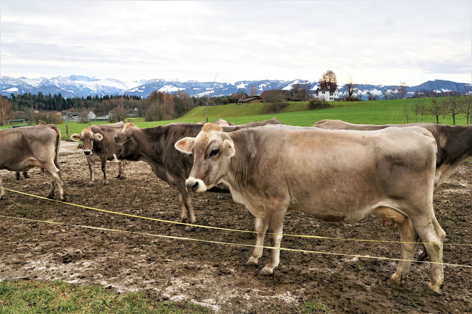 Sony ILCA-77M2 + Sony DT 16-50mm F2.8 SSM sample photo. Cattle, mammal, cow photography