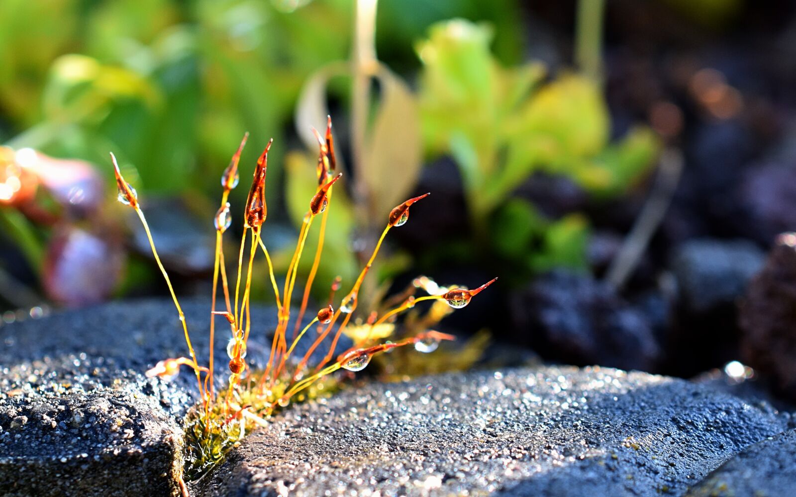Nikon D3300 sample photo. Moss, water tr fchen photography