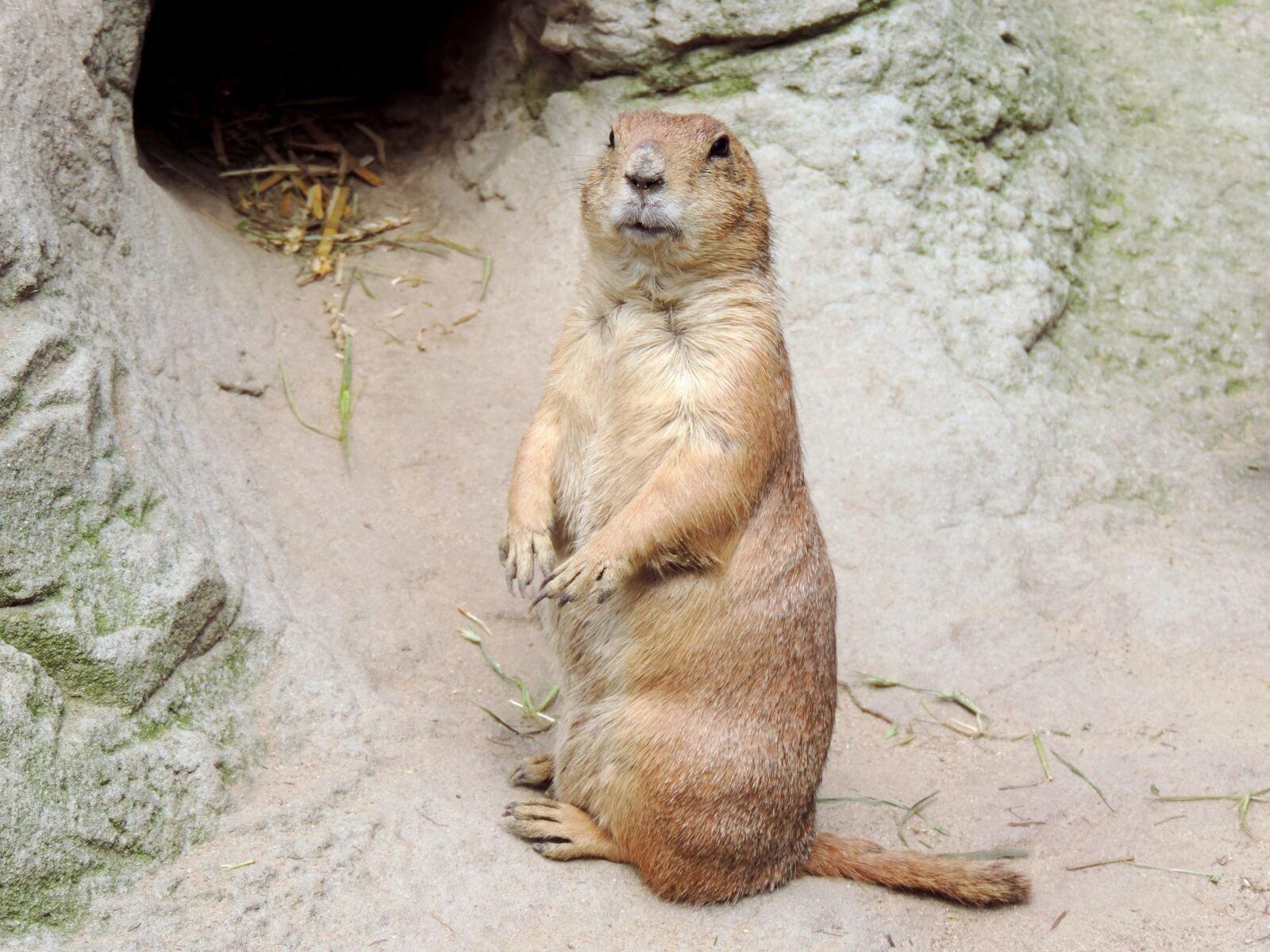 Nikon Coolpix P520 sample photo. Marmot, rodent, croissant photography