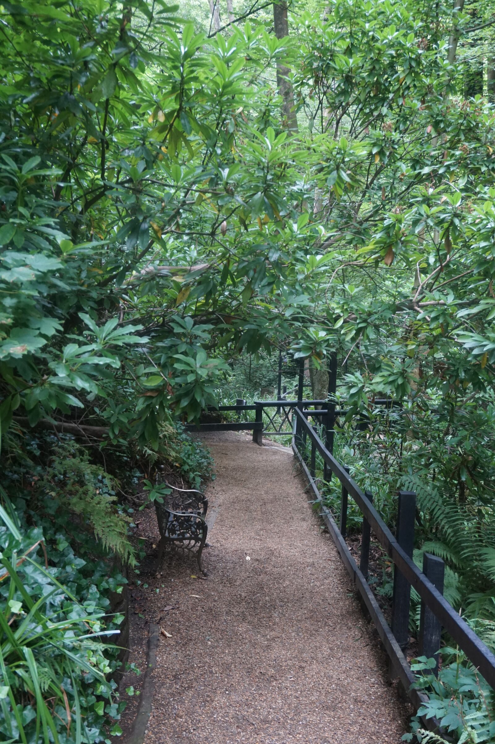 Sony Alpha a5000 (ILCE 5000) + Sony E 16-50mm F3.5-5.6 PZ OSS sample photo. Path, green, forest photography