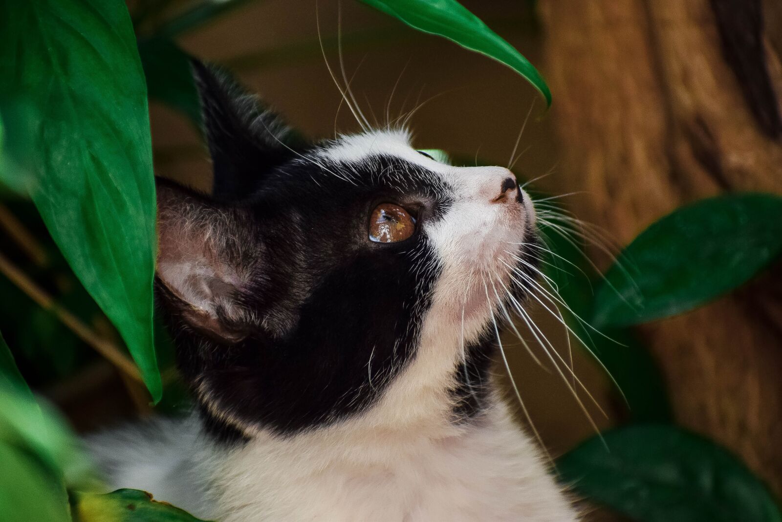 Nikon D5300 sample photo. Cat, pet, feline photography
