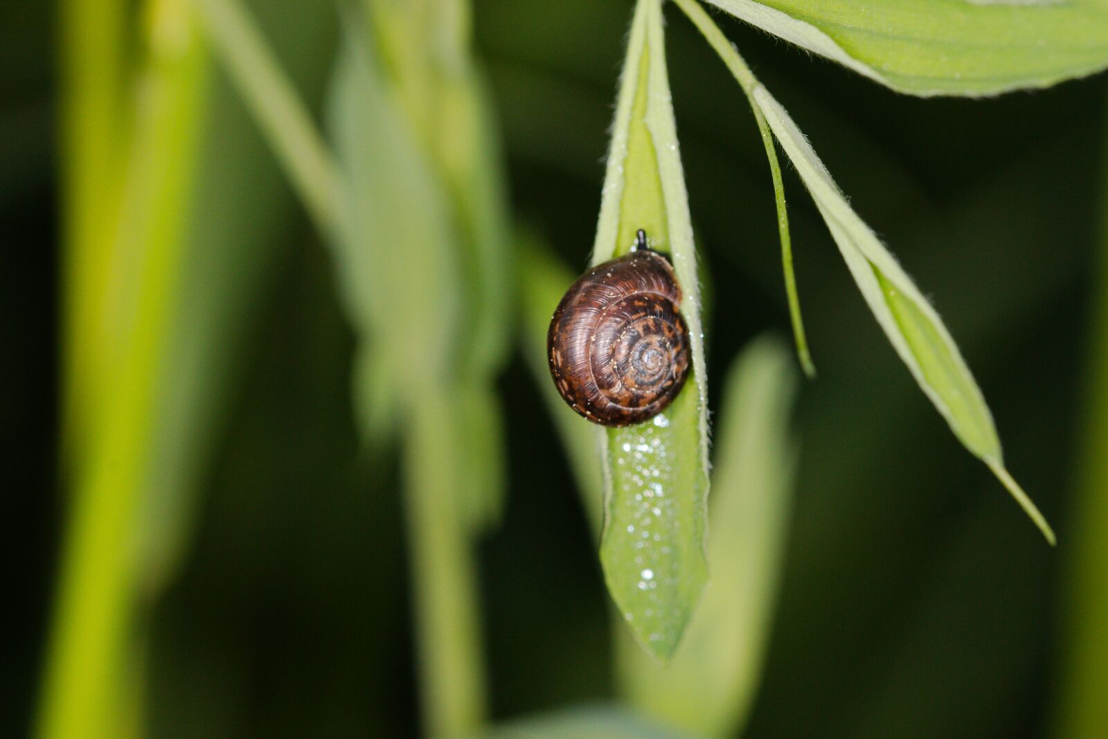 Canon EOS 70D sample photo. Leaf, plant, nature photography