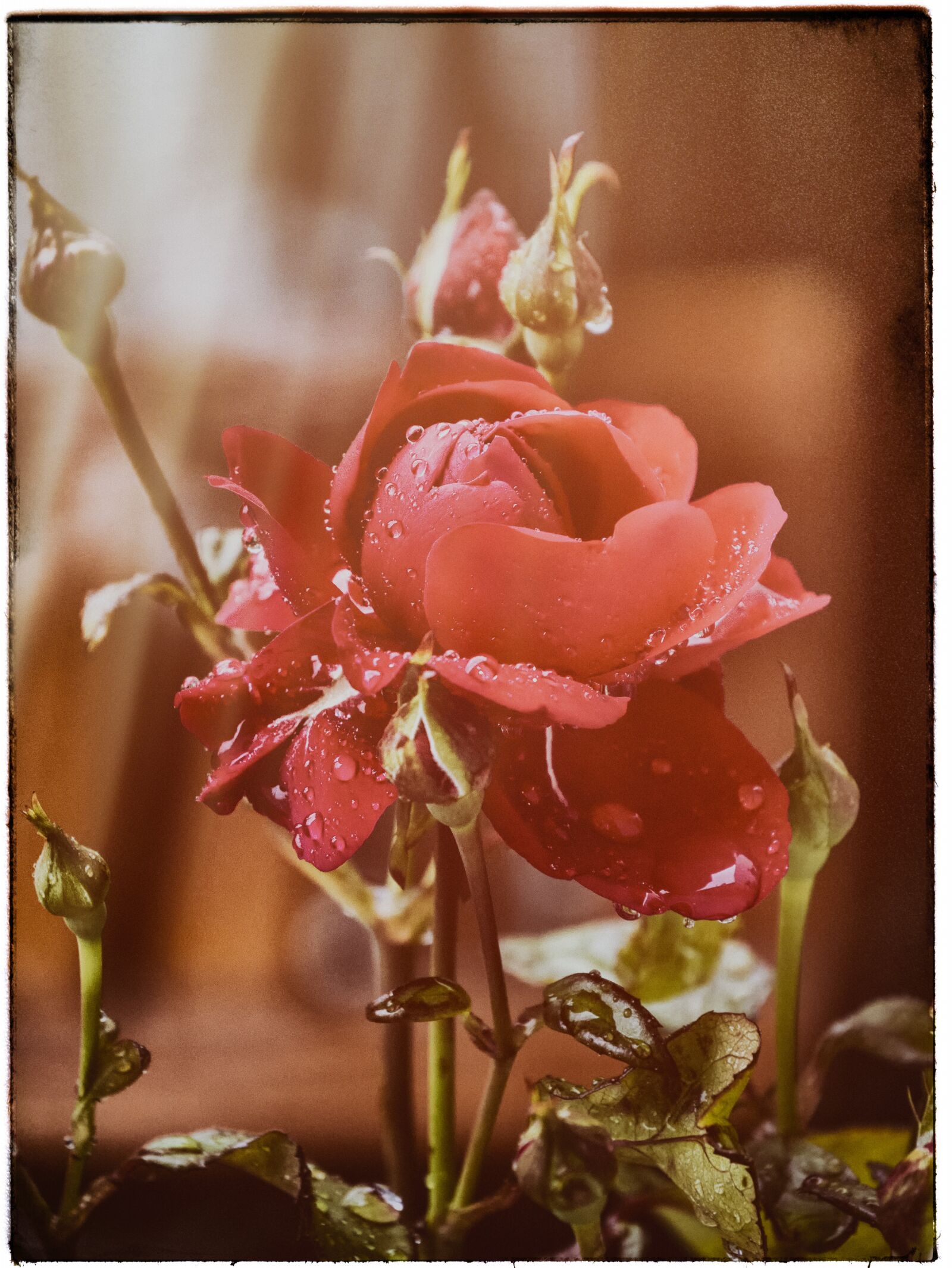 Panasonic DMC-G81 sample photo. Rose, dream, vintage photography