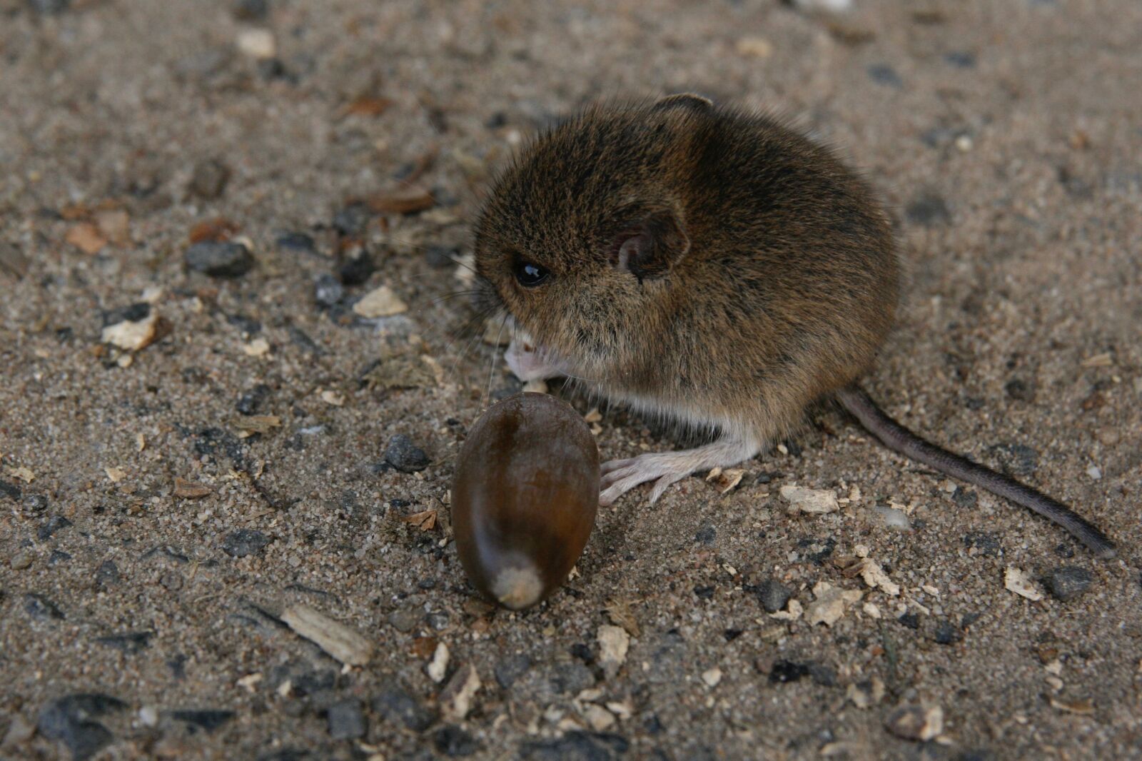 Canon EOS 400D (EOS Digital Rebel XTi / EOS Kiss Digital X) sample photo. Mouse, acorn, field mouse photography