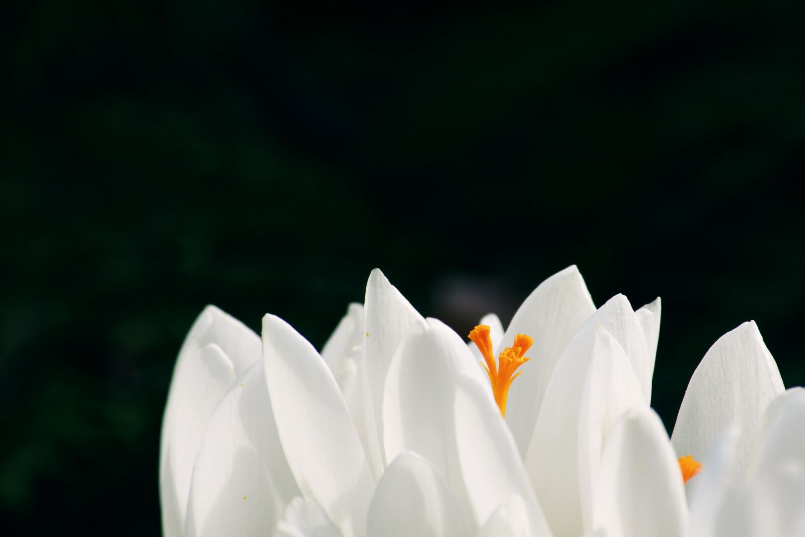 Canon EOS 1200D (EOS Rebel T5 / EOS Kiss X70 / EOS Hi) sample photo. Crocus, flower, spring photography