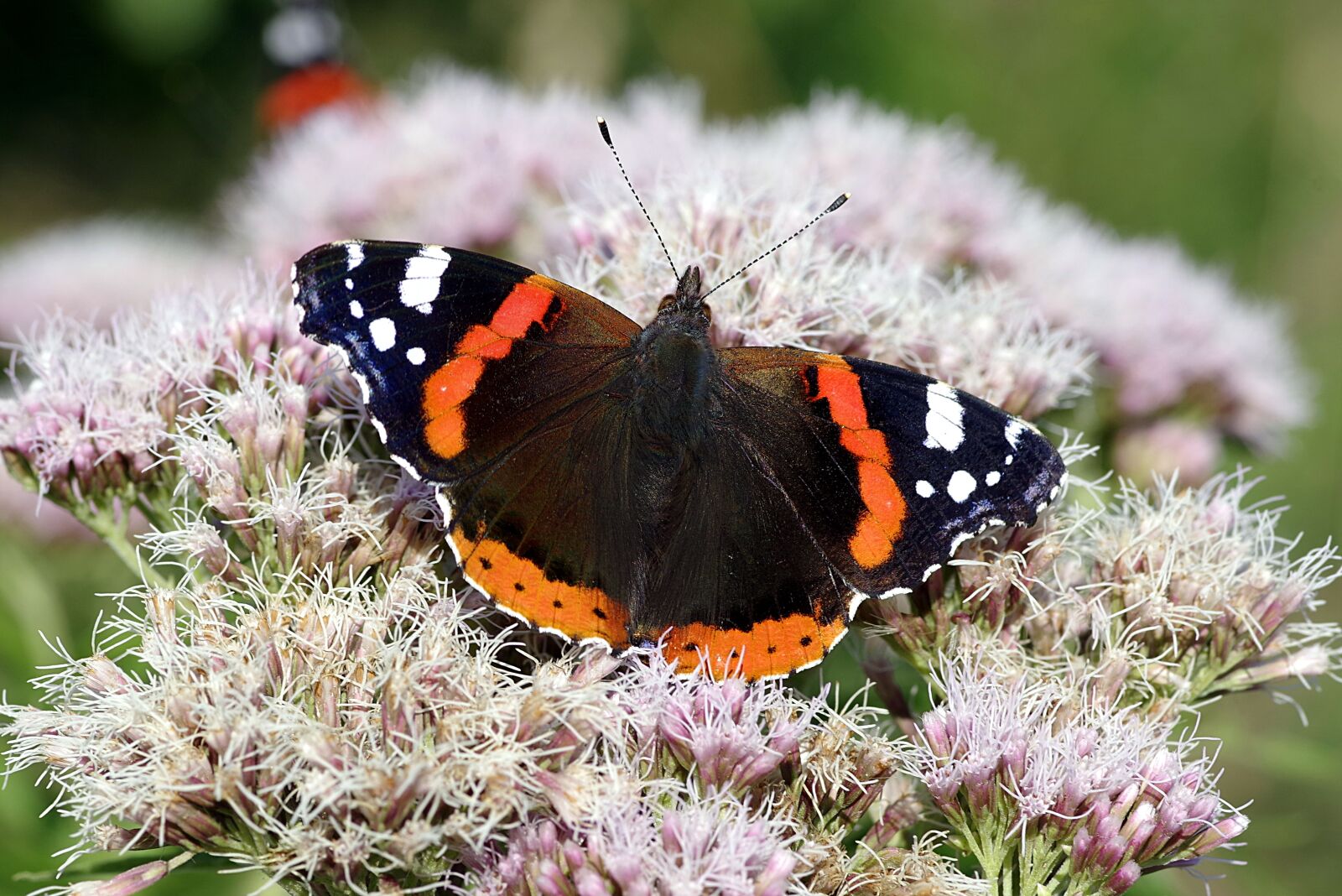 Pentax K-S2 sample photo. Fair admiral, butterfly, black photography
