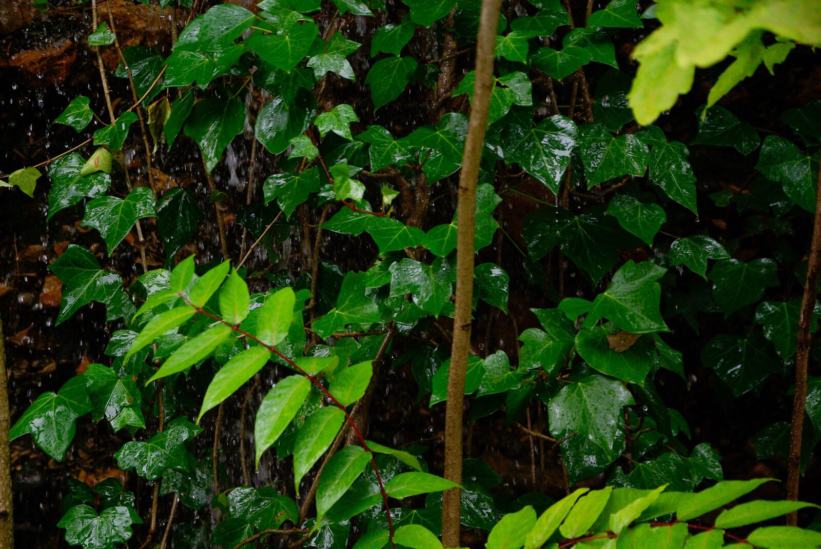 Pentax K10D sample photo. Ivy, rain, vegetation photography
