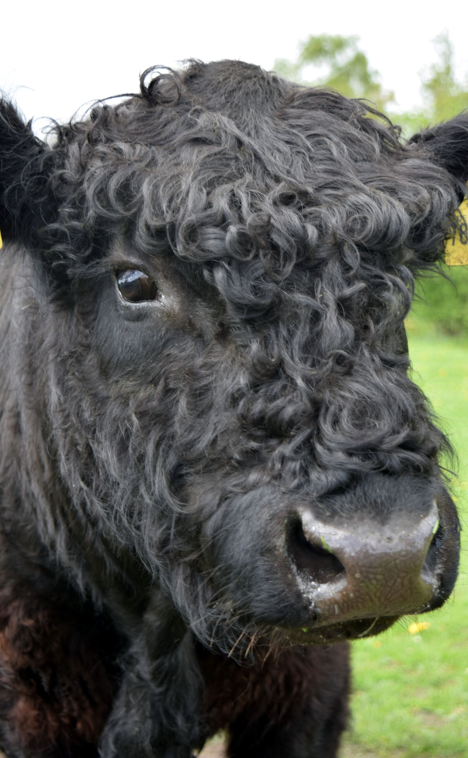 Nikon D5300 sample photo. Beef, cow, galloway photography