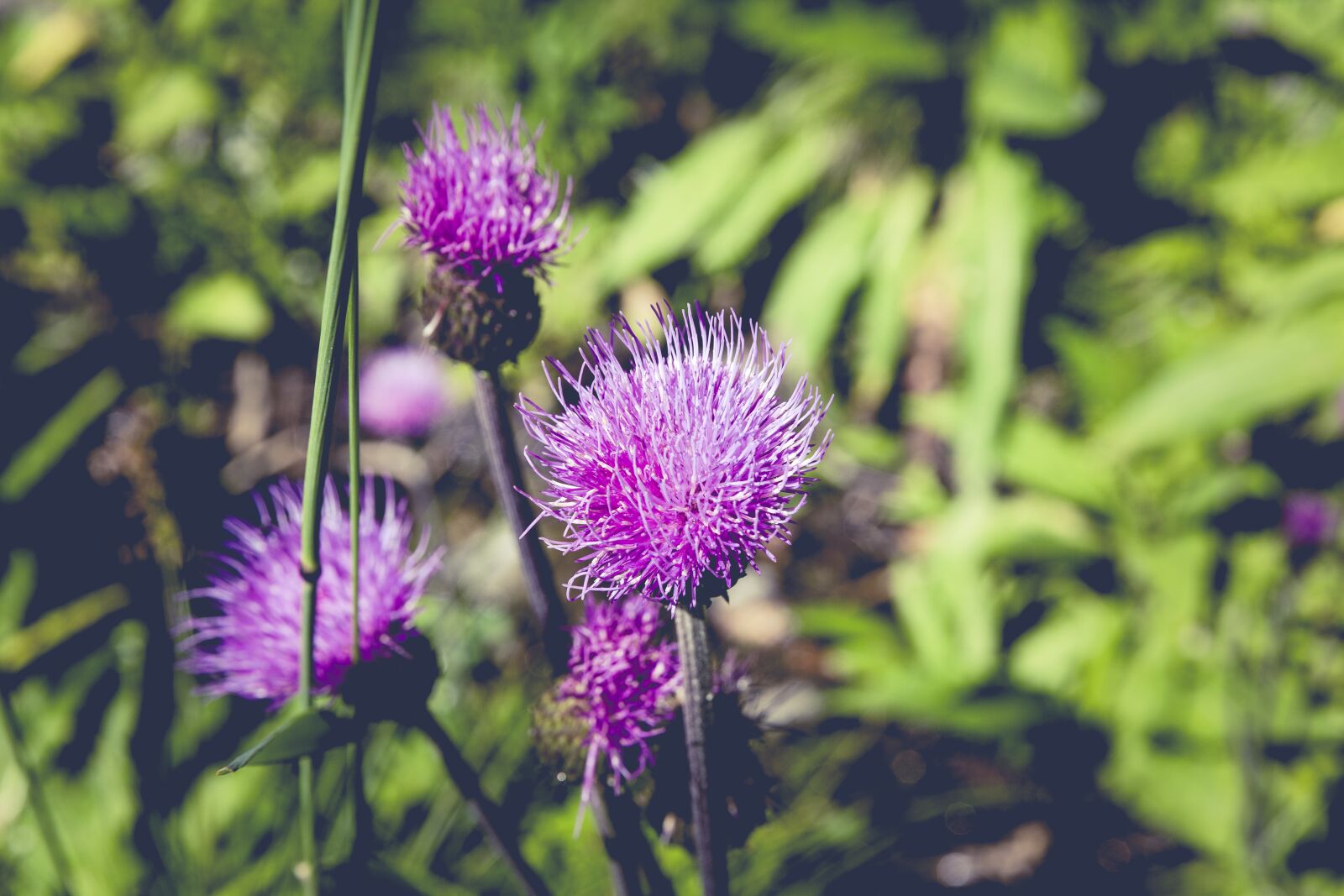 Canon EF 24-70mm F2.8L II USM sample photo. Flower, meadow, nature photography