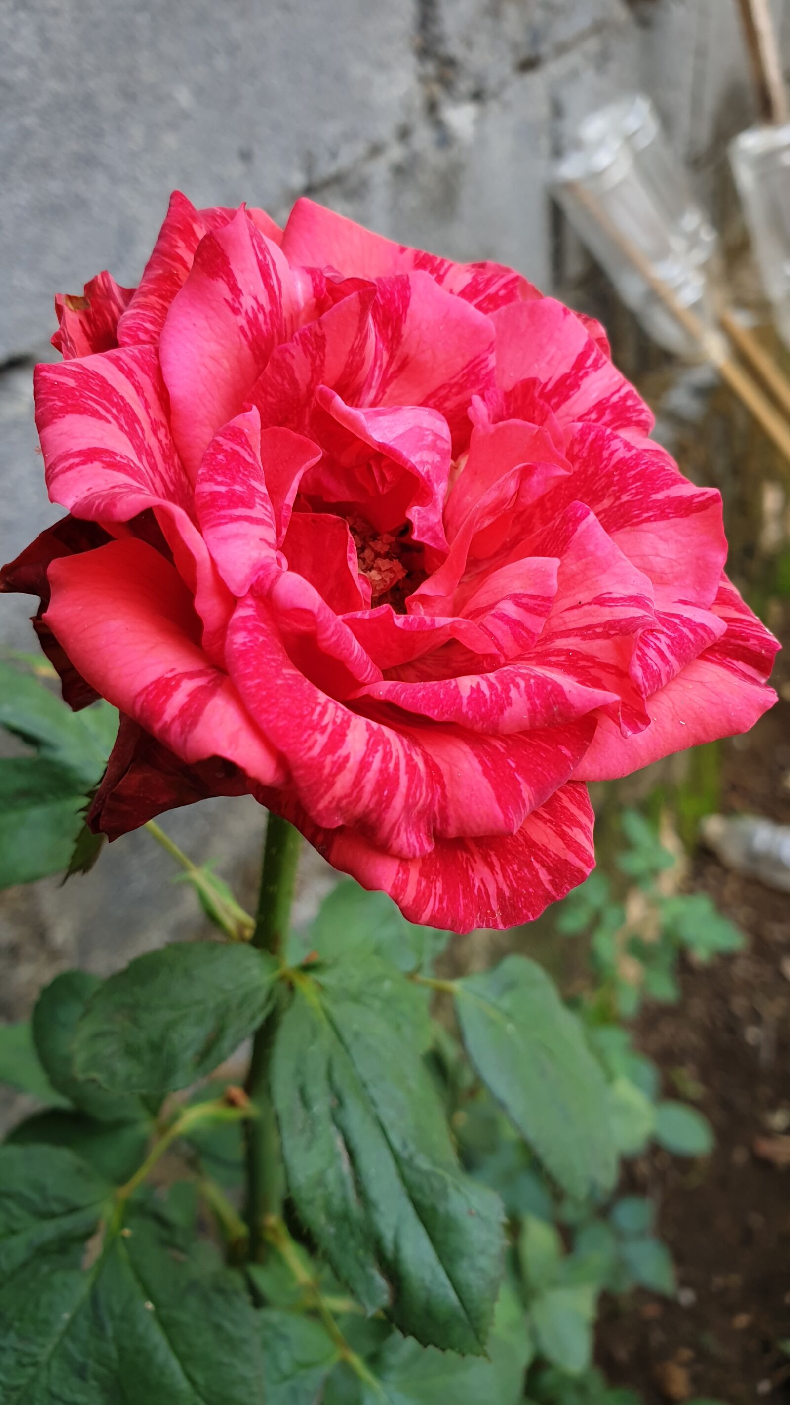 Samsung Galaxy Note9 sample photo. Plants, green, garden photography