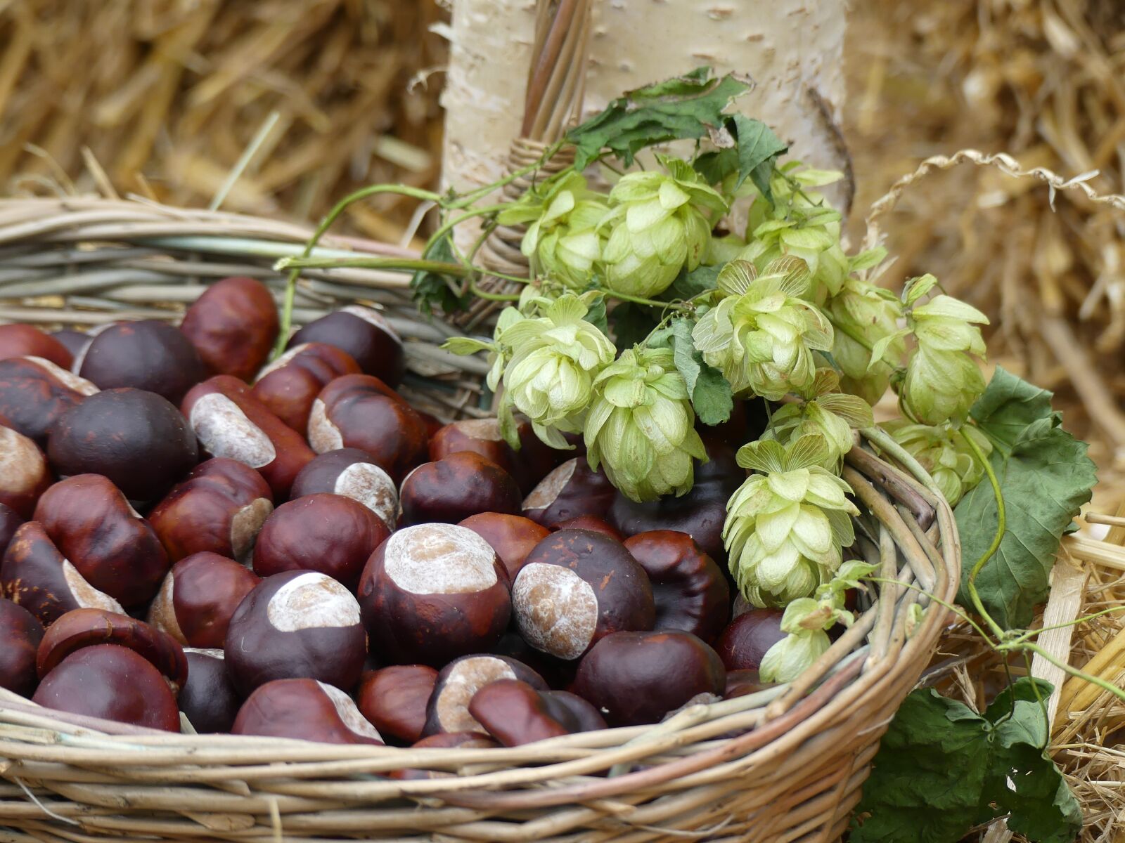 Panasonic Lumix DMC-FZ300 sample photo. Chestnut, hops, autumn photography