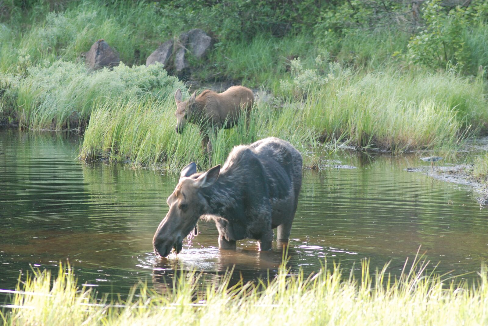 Nikon D80 sample photo. Moose, pair, moose and photography