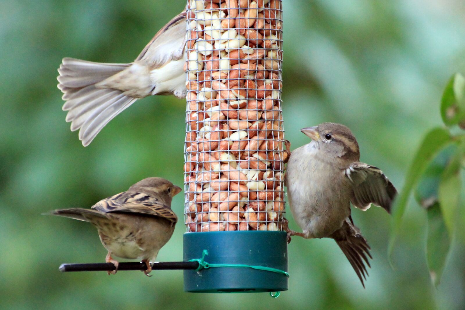 Canon EOS 1100D (EOS Rebel T3 / EOS Kiss X50) sample photo. Sparrows, birds, food photography