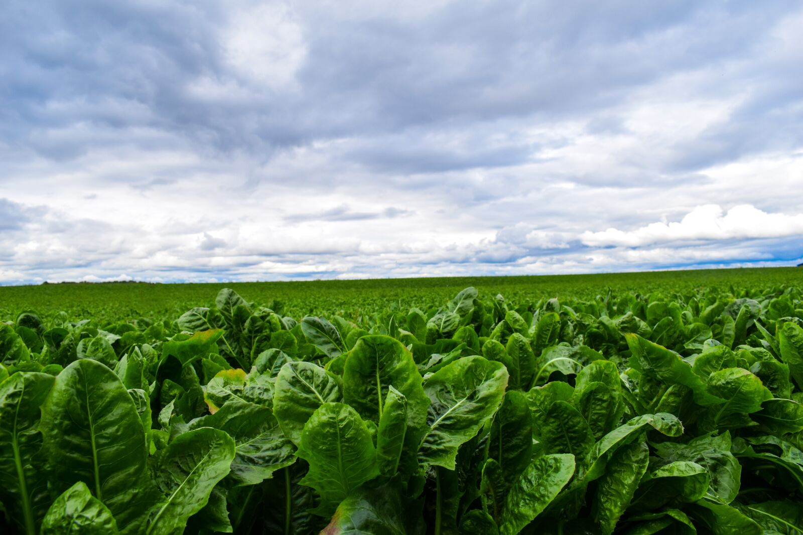 Nikon D3300 sample photo. Lettuce, vegetables, field photography