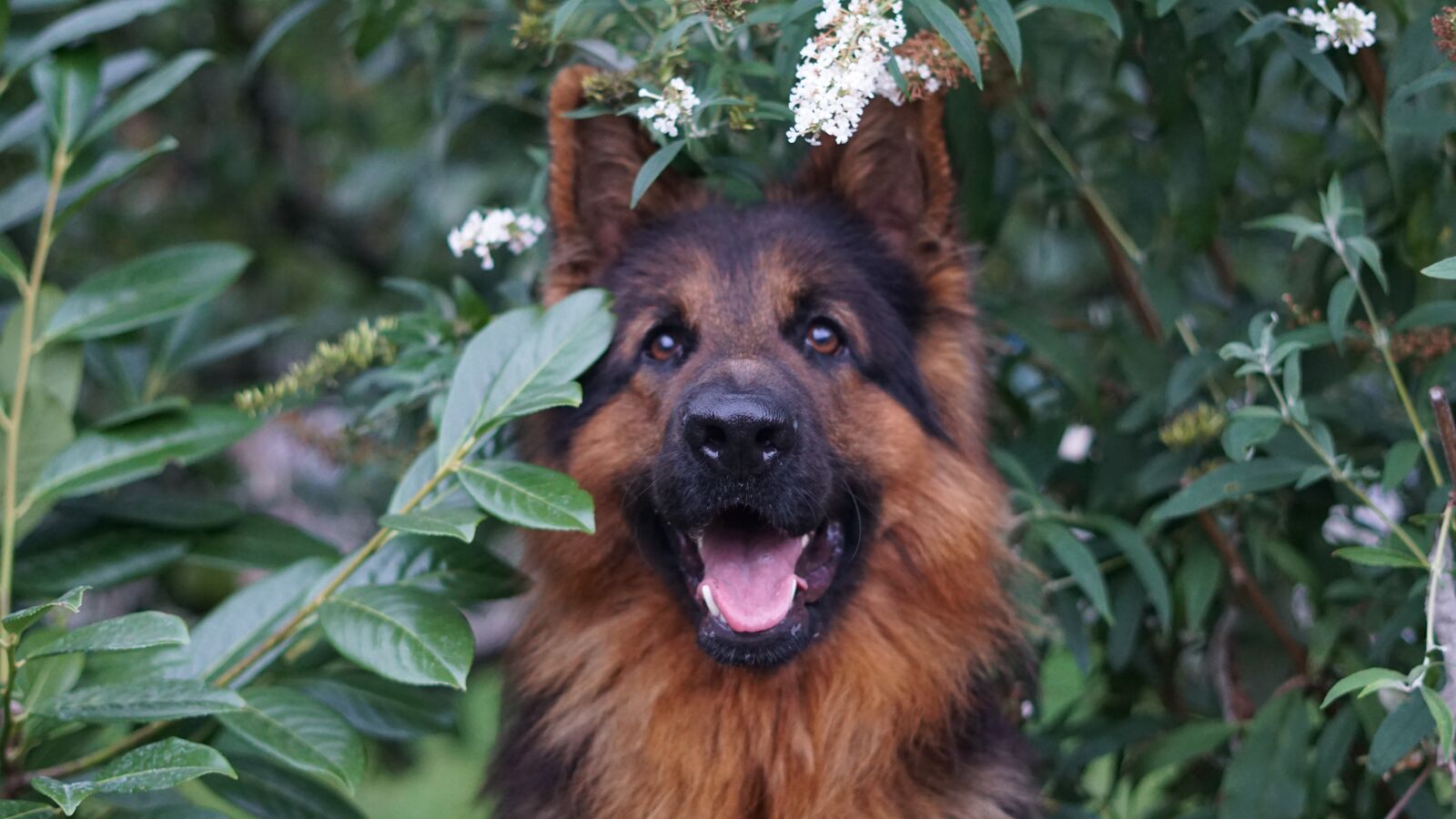 Sony a6000 sample photo. German shepherd, dog, animal photography