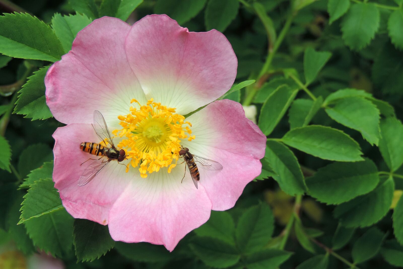 Nikon Coolpix P520 sample photo. Wild rose flower, hoverfly photography