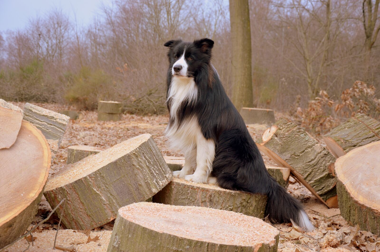 Nikon D5100 sample photo. Dog, border collie, british photography