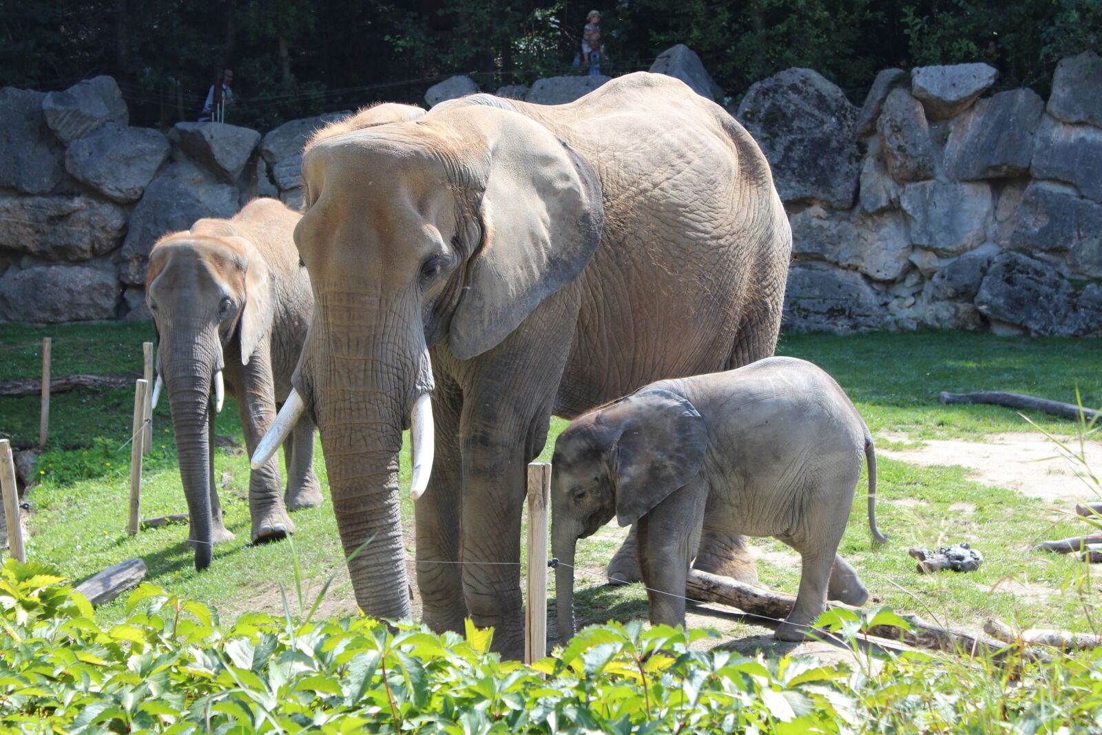 Canon EOS 650D (EOS Rebel T4i / EOS Kiss X6i) sample photo. Elephant, zoo, african photography