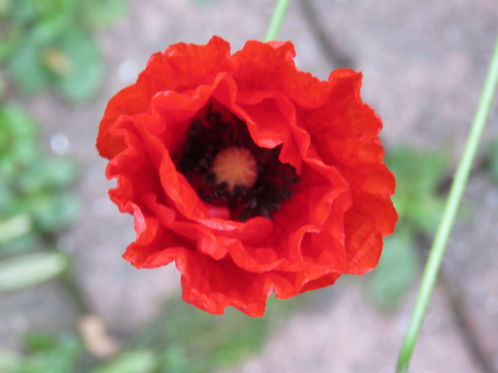 Canon PowerShot SX60 HS sample photo. Poppy, flower, blossom photography