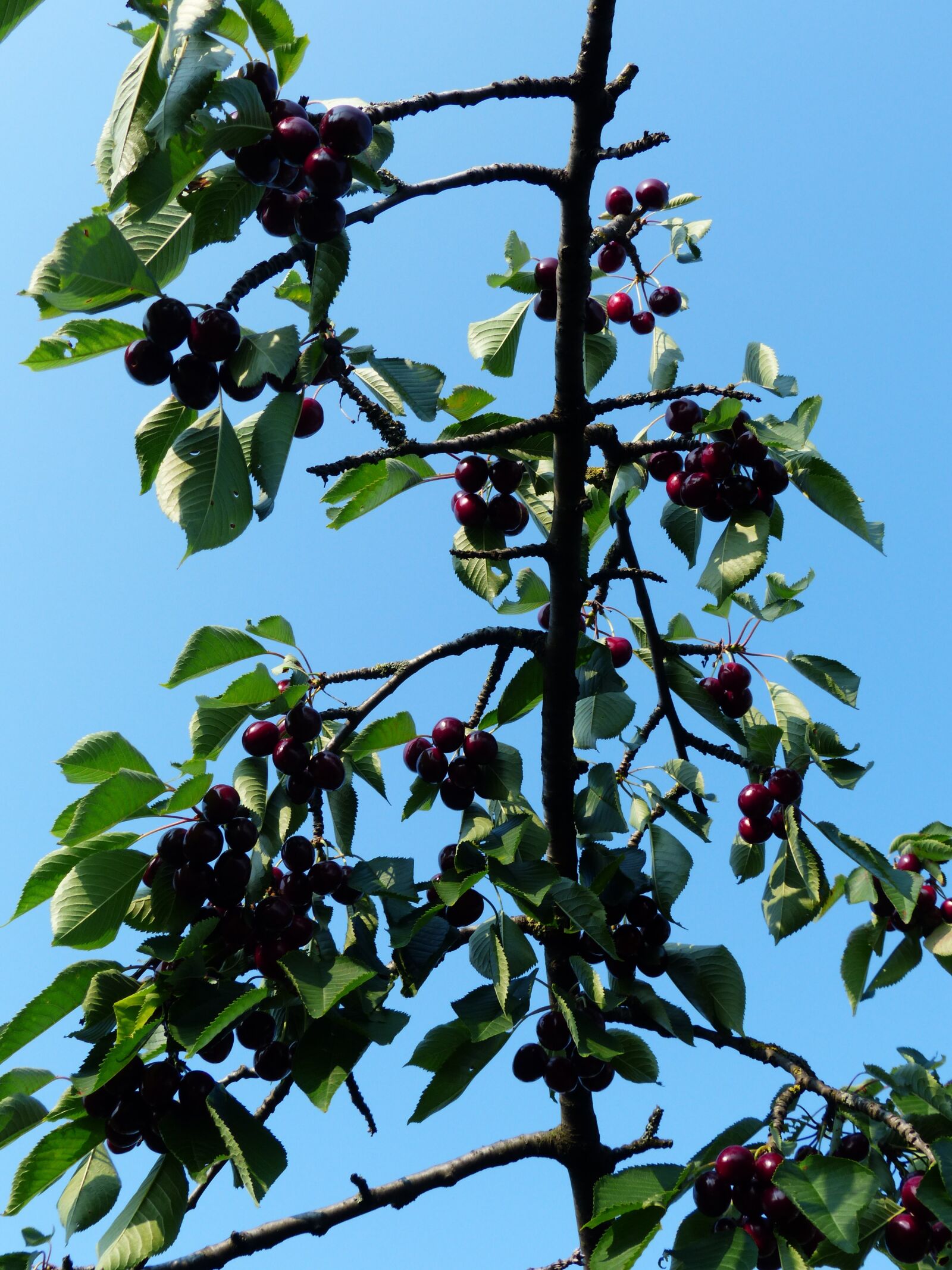 Panasonic Lumix DMC-FZ200 sample photo. Cherry, sweet cherry, red photography